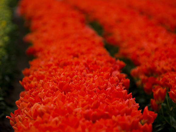 Tulips_-7