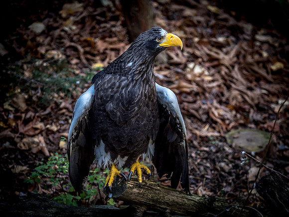 Woodland Park Zoo 11-18-18-42