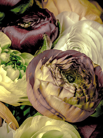 Ranunculus-15