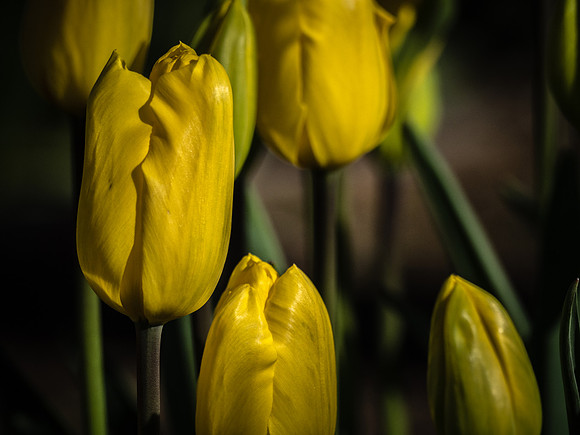 Skagit Valley Tulip Festival 2018 Set 1-9