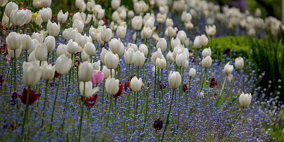 Butchart Gardens May 2012-23-2