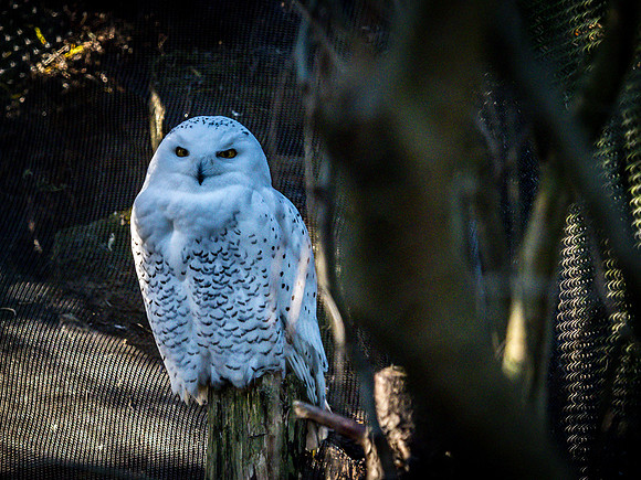 Woodland Park Zoo 11-18-18-35