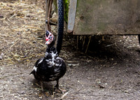 Chickens & Ducks-5