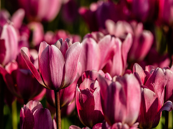 Skagit Valley Tulip Festival 2018 Set 1-18