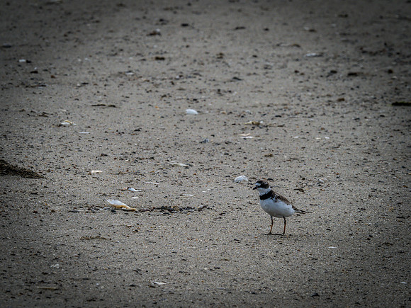 Cape Cod Wildlife 2018 Set 1-38