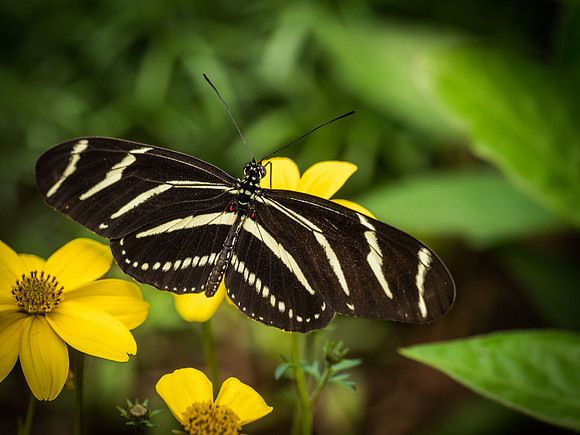 Butterflies May 2018 Set 2-2