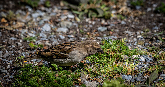 George C. Reifel Bird Sanctuary 5-7-19 set 2-27