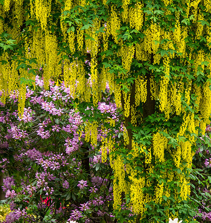 Butchart Gardens May 2012-20-2