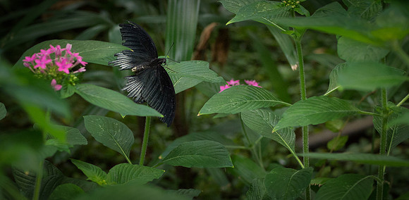 Butterflies-4-2