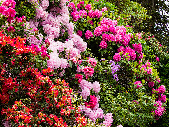 Butchart Gardens May 2012-53-2