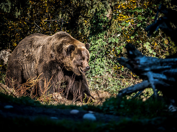 Woodland Park Zoo 11-18-18-36