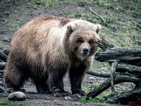 Bears @ Woodland Park Zoo 12-26-22