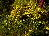 Bellingham Volkswalk 2011-2