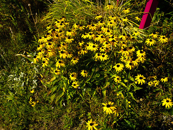 Bellingham Volkswalk 2011-2