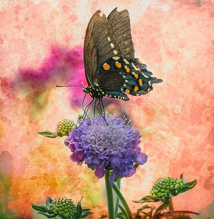Butterflies May 2018 Set 2-25