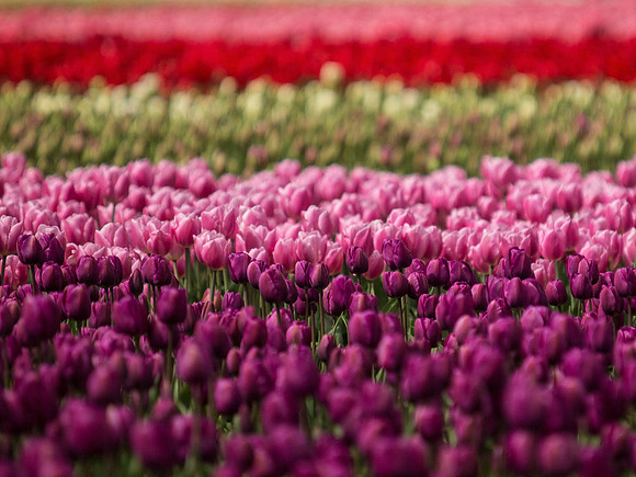 Tulips_-19