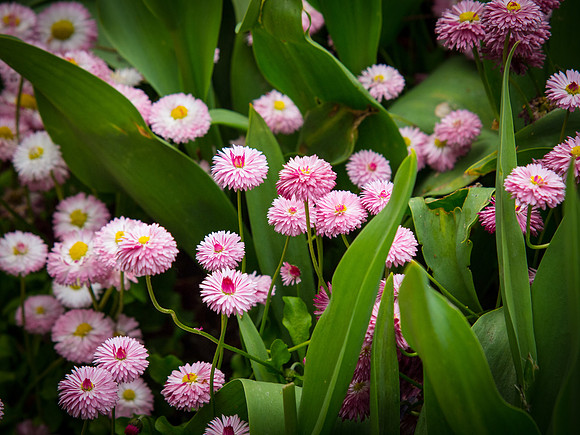 Butchart Gardens May 2012-56-2