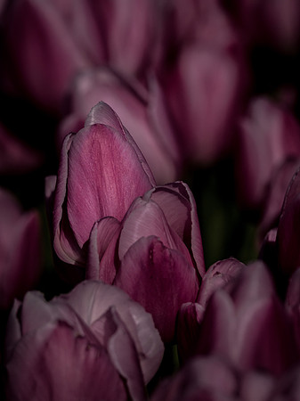 Skagti Valley Tulip Festival 2018 Set 2