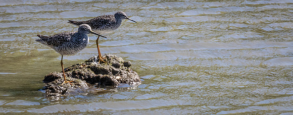 George C. Reifel Bird Sanctuary 5-7-19 set 2-30