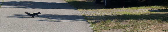 Bellingham Volkswalk 2011-12