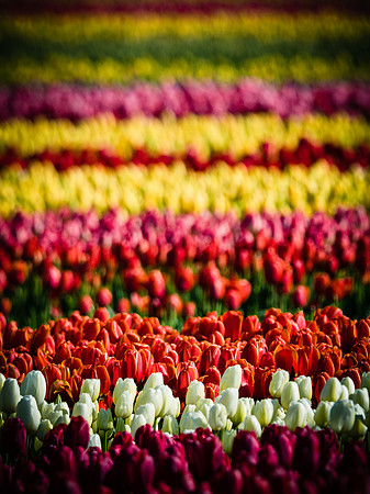 Skagti Valley Tulip Festival 2018 Set 2-4