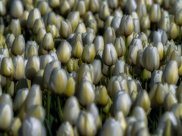 Skagit Valley Tulip Festival 2018 Set 1-10