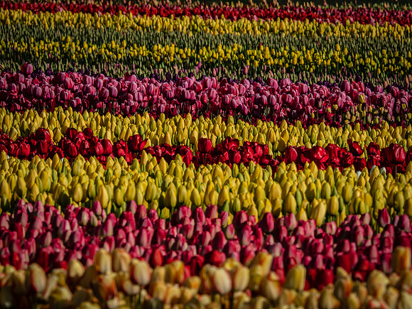 Skagit Valley Tulip Festival 2018 Set 1-12