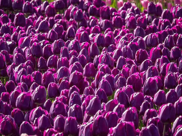 Skagti Valley Tulip Festival 2018 Set 2-18