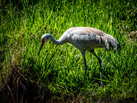 George C. Reifel Bird Sanctuary 5-7-19 set 2-18