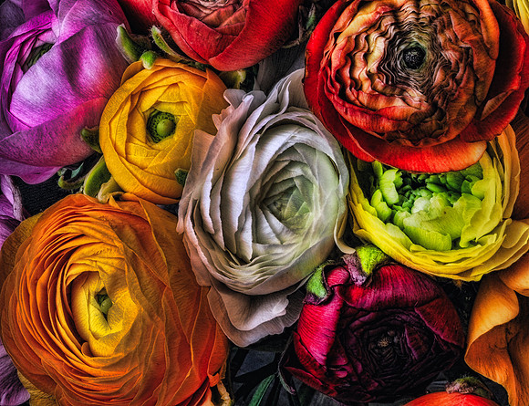 Ranunculus-17
