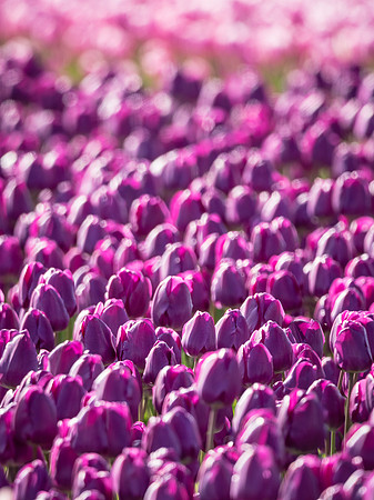 Skagti Valley Tulip Festival 2018 Set 2-17