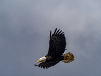 Skagit Valley 4-10-2022