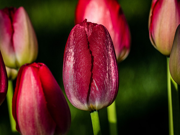 Skagit Valley Tulip Festival 2018 Set 1-4
