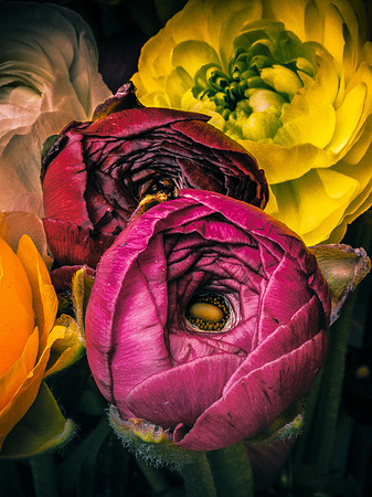 Ranunculus-23