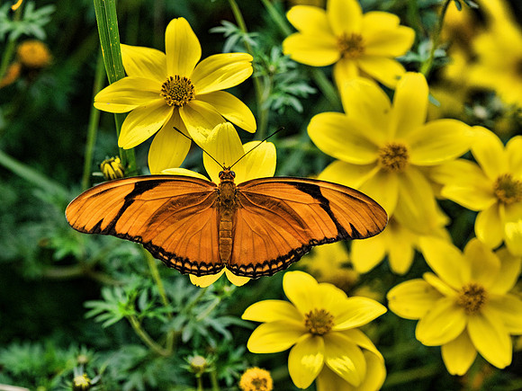 Butterflies May 2018 Set 2-31