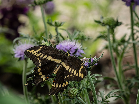 Butterflies May 2018 Set 2-24