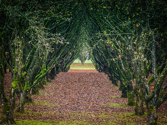 Tree Tunnel_