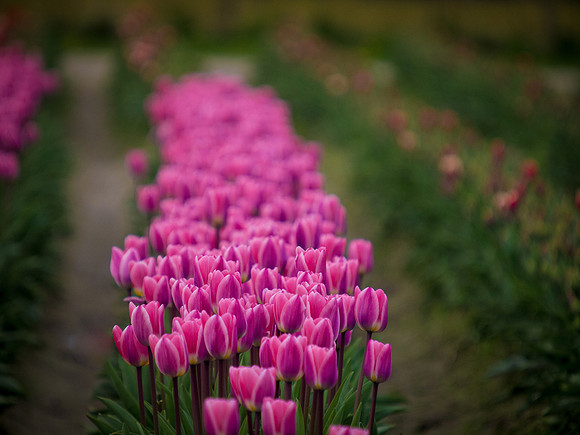 Tulips_-6