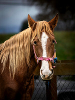 Horses @ Mt Vernon, WA