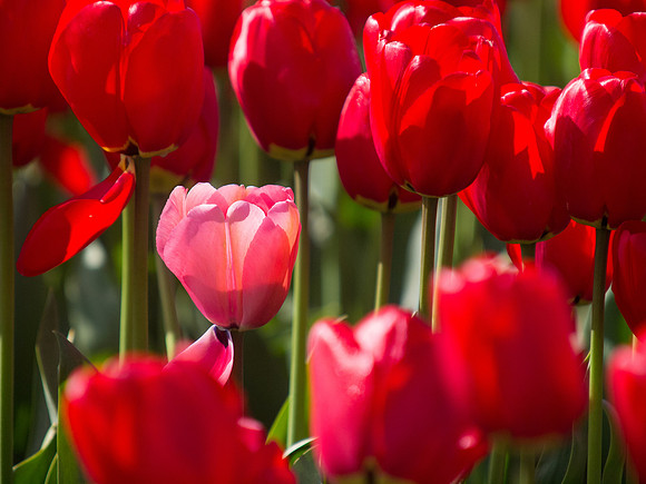 Tulips_-15