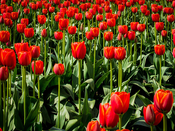 Tulips_-27
