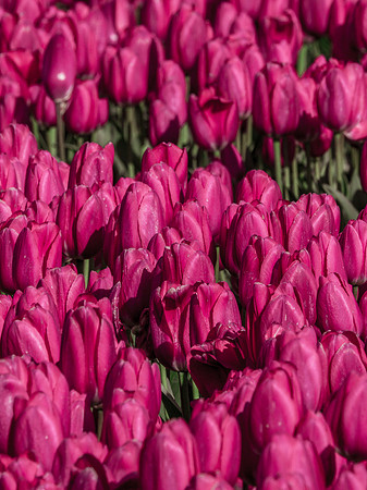 Skagit Valley Tulip Festival 2018 Set 1-11