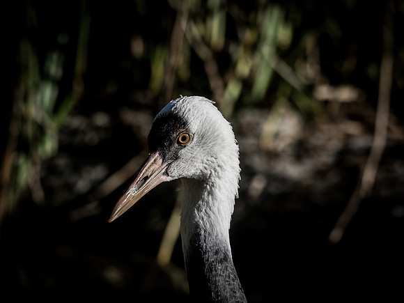 Woodland Park Zoo 11-18-18-15