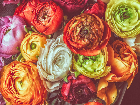 Ranunculus-2