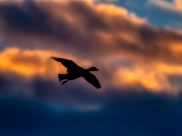 Snow Geese @ The Skagit Valley 12-2-18-14