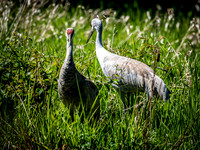 George C. Reifel Bird Sanctuary 5-7-19 set 2-17