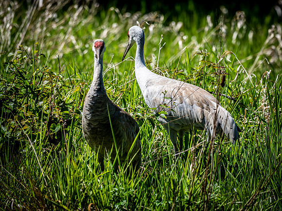 George C. Reifel Bird Sanctuary 5-7-19 set 2-17