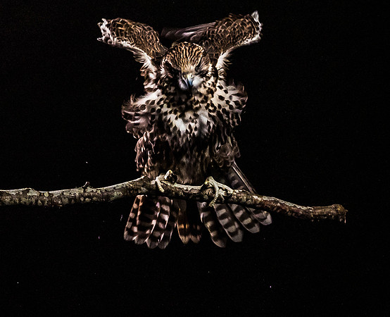 The Falconer with Olympus Cameras @ Kenmore Camera 2-2-19-32