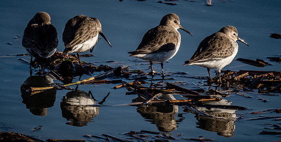 Skagit Valley 1-13-19-35