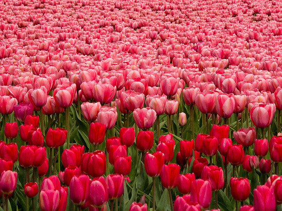 Tulips_-21